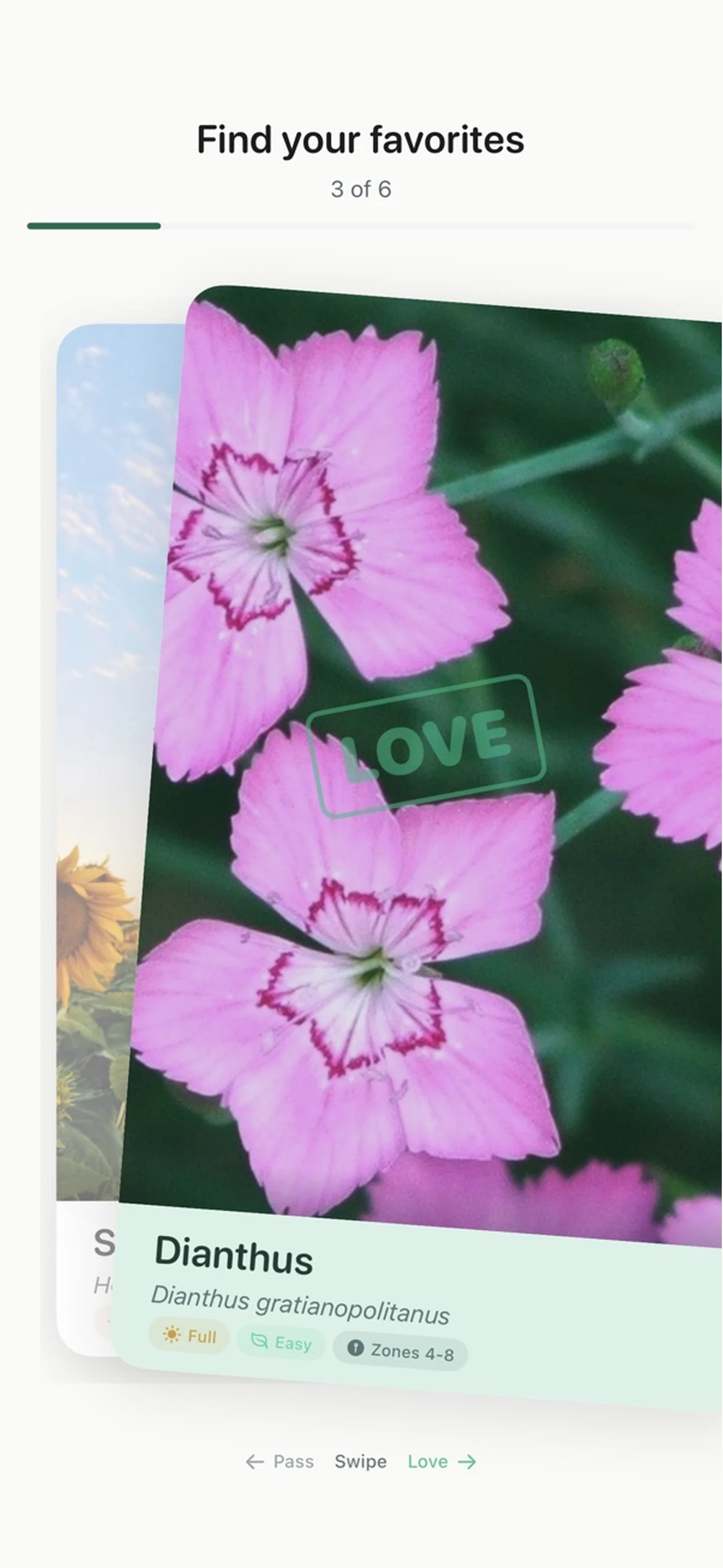 Plant swiping screen showing Dianthus marked as loved