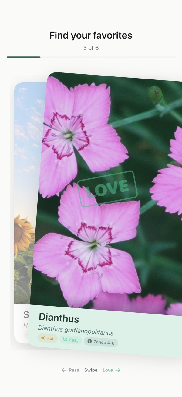 Plant swiping screen showing Dianthus marked as loved